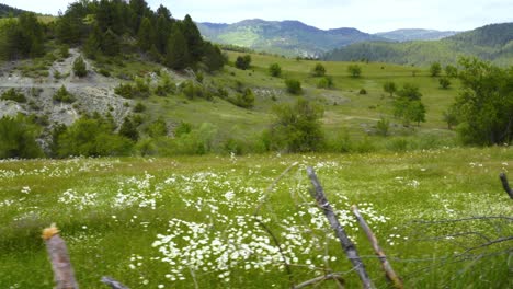 Landlandschaft-Mit-Schöner-Grüner-Wiese,-Umgeben-Von-Hecken-Auf-Waldgebirgshintergrund