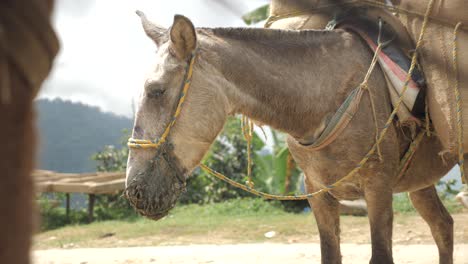 Donkey-flapping-its-tail-Livestock-a-donkey-with-rope-is-tired-of-moving-heavy-bags-resting-in-remote-traditional-coffee-plantage-village-in-the-jungle-of-Colombia-Latin-America-mountains-slowmotion