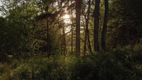 Serene-sunset-sunlight-filters-through-branches-in-forest,-dolly-right