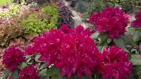 Blooming-pink-purple-rhododendron-in-garden,-panning,-slow-motion