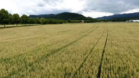smooth-drone-flight-over-an-oat-field,-trees-of-an-alley-and-mountains-in-the-background