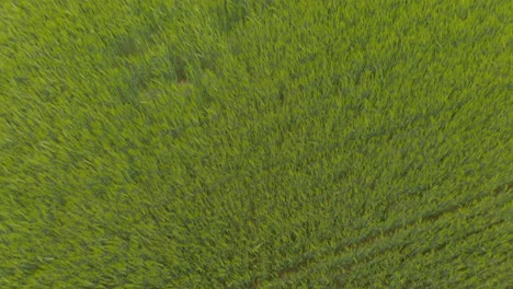 Windy-lush-barley-fields-Latvia-aerial-drone-hovering