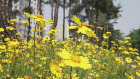 Flores-Amarillas-De-Coreopsis-A-Principios-Del-Verano-En-Corea