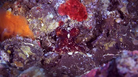 Mototi-Ocellate-Octopus-Lembeh-Indonesia-4k-25fps
