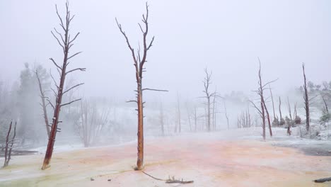 Mammoth-Hot-Springs-Bäume-Landschaft-An-Einem-Verschneiten-Morgen-Im-Yellowstone-National-Park-In-Wyoming