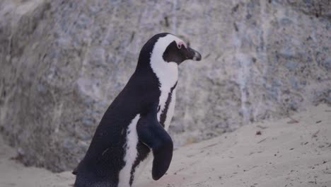 Close-up-of-a-penguin-walking-up-a-sandy-hill-at-a-beach-in-slow-motion-in-South-Africa