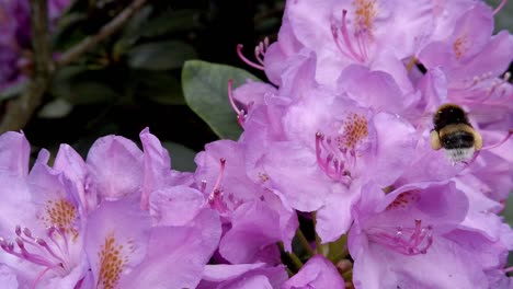 Hummel-Fliegt-Um-Rosa-Violette-Blüten,-Nahaufnahme,-Zeitlupe