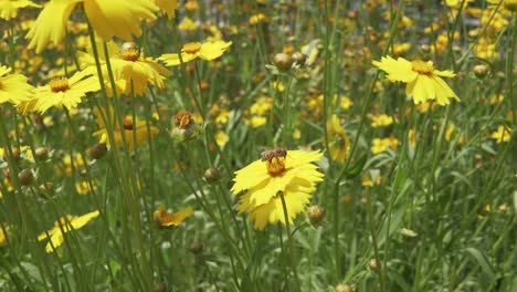 Honey-bee-collecting-pollen-on-a-bright-yellow-flower