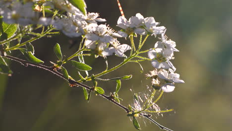 Schöner-Weißer-Lila-Blütenzweig