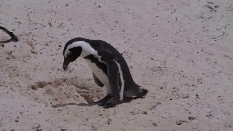 Pinguin,-Der-Neben-Anderen-Pinguinen-In-Zeitlupe-Ein-Nest-Für-Eier-Baut,-Um-Den-Sommer-In-Südafrika-Zu-Sichern