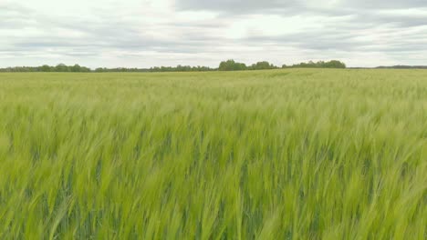 Green-barley-field-crops