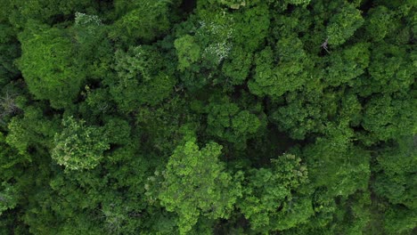 Eine-Luftaufnahme-Des-Regenwaldes-Von-Oben