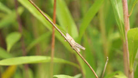 A-Small-Brown-Grasshopper-sitting-on-a-Green-Blade-of-Grass-in-a-Meadow,-Close-Up