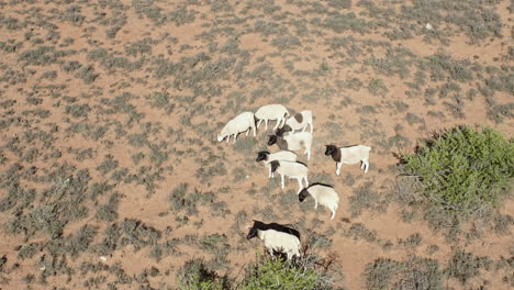 Herde-Von-Dorper-Schafen,-Die-Auf-Der-Trockenen-Wiese-Im-östlichen-Kap,-Südafrika,-Weiden
