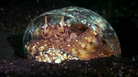 Kokosnuss-Oktopus-In-Der-Plastikschale-Der-Schale,-Die-Gehendes-Lembeh-Indonesien-4k-25fps-Versteckt