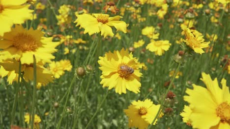 Bienen,-Die-Im-Frühsommer-In-Korea-Pollen-Von-Gelben-Coreopsis-Blüten-Sammeln
