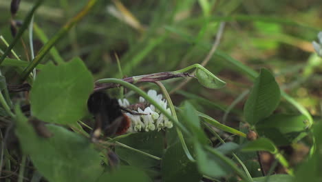 Biene-Krabbelt-über-Weiße-Blume-Und-Fliegt-Dann-Weg,-Tagsüber-Mittlerer-Schuss-Uk