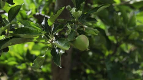 Kleine-Frucht-Eines-Apfelbaums-Im-Obstgarten---Nahaufnahme