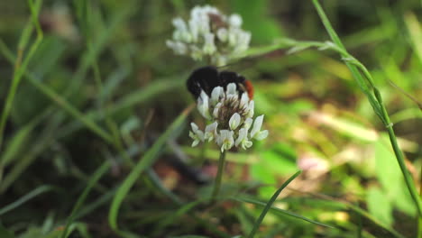 Bee-buzzing-and-pollinating-white-flower,-UK-Medium-shot