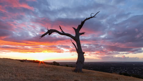 Coloridas-Nubes-De-Puesta-De-Sol-En-La-Carrera-De-Lapso-De-Tiempo-Sobre-Un-Viejo-árbol-De-Ladera-Sobre-Los-Suburbios-En-Adelaide,-Sur-De-Australia