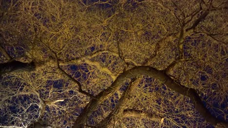 Looking-up-at-leafless-treetops-lit-by-a-tungsten-light-with-night-sky-above