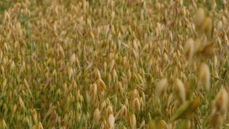 Close-up-of-a-culm-in-an-oat-field-on-a-cloudy-day-in-spring