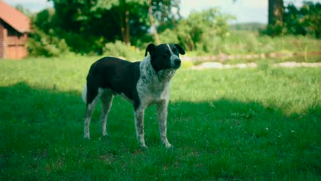 Süßer-Hund-Auf-Dem-Grünen-Gras-Gähnt-Und-Posiert-Im-Schatten