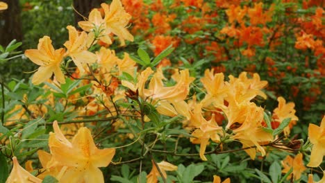 Blooming-azalea-with-yellow-and-orange-flowers,-panning