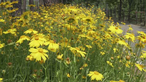 Bienen-Sammeln-Pollen-Auf-Einer-Leuchtend-Gelben-Blume-Von-Coreopsis