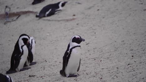 Gruppe-Von-Pinguinen,-Die-Am-Strand-Stehen-Und-Sich-Im-Sommer-In-Zeitlupe-Ausruhen-Südafrika