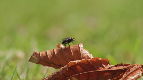 Fly-rubbing-front-legs-on-brown-leaf-in-slow-motion