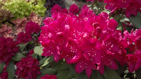 Blühender-Rosa-Violetter-Rhododendron-Im-Garten,-Stetiger-Schuss,-Zeitlupe