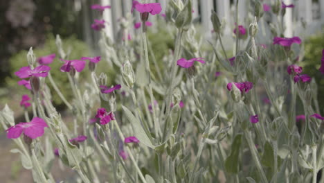 Nahaufnahme-Detailaufnahme-Der-Lebendigen-Rose-Campion-Crown-Campion-Flower,-Die-Sich-Auf-Einer-Brise-In-Einem-Garten-Bewegt