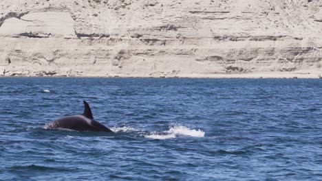 Killerwalpaar,-Orca,-Das-An-Einem-Sonnigen-Tag-In-Patagonien,-Argentinien,-Auf-Dem-Blauen-Ozean-Schwimmt
