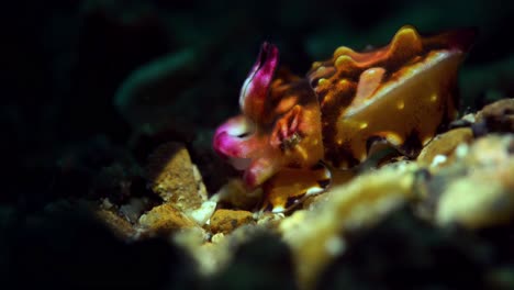 new-born-juvenile-baby-Flamboyant-Cuttlefish-4k-25fps-Lembeh-Indonesia