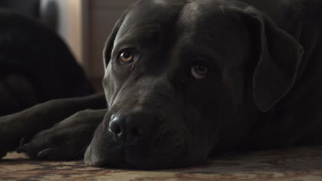 Purebred-pedigreed-cane-corso-dog-lying-down-and-looking-around