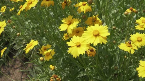 Coreopsis.-Blume-Mit-Bienenbestäubung