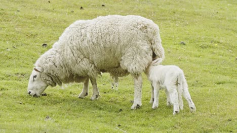 Baby-lamb-drinks-milk-from-mother-who-grazes-on-farmland,-Kinder-Scout,-Peak-District,-Derbyshire