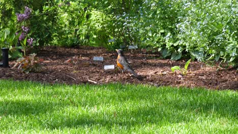 Rotkehlchen-Singvogel-Hautnah-Im-Garten,-Der-Davon-Hüpft---Ontario,-Kanada