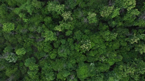 Regenwald-Von-Oben-Von-Einer-Drohne
