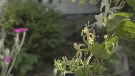 Honeysuckle-vine-in-bloom-in-garden-with-yellow-flowers-close-up-detail
