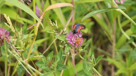 Six-Spot-Burnet-Moth-Sitting-on-a-Purple-Blooming-Clover
