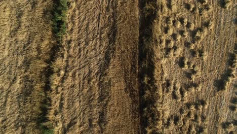 Aerial-abstract-view-of-farmland-of-ripe-wheat-crops-in-golden-rural-farmland-and-countryside,-directly-above-drone-descend