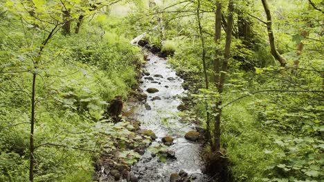 Small-stream-flows-through-lush-green-forest,-Derbyshire,-UK