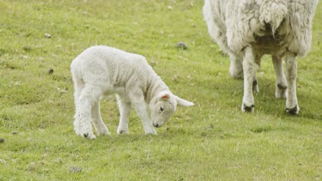 Young-lamb-grazes-on-lush-grassland,-Kinder-Scout,-Peak-District,-Derbyshire