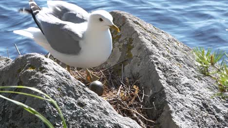Beautiful-Seagull-bird-lands-on-rocks-and-incubates-eggs-in-nest,-slow-motion