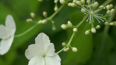 Small,-white-flower-of-hydrangea,-begin-of-bloom,-close-up,-panning-shot