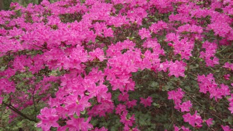 Blooming-pink-azalea-japonica-with-many-flowers,-panning-shot