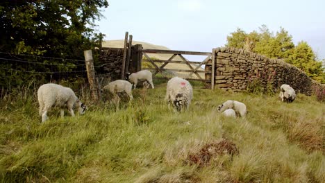 Flock-of-sheep-grazing-on-the-long-grass-in-a-gated-paddock,-Derbyshire,-England
