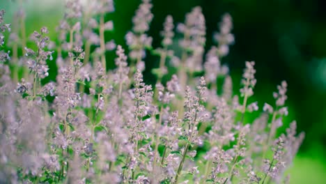 Close-up-Catnip-flowers-field-in-summer-sunny-day-with-soft-focus-blur-background